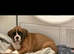8 week old female boxer big bred