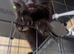 2 black male kittens, 1 black and white female ready to go