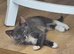 8 weeks old Grey little girl looking for a new lovely family