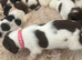 Lovely English Springer Spaniel pups