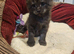 2 male maine coon