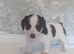 Jack Russell Puppies