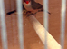 Strawberry + wax bill finches