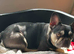 Beautiful frenchie girl black/tan would love a home today, Have a look!