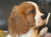 Beautiful cavalier boy