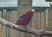 Male Crimson Rosella