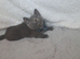 Gorgeous British Shorthair Blue Male Kitten