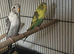 2 recessive pied budgies 2026 rung