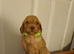 Cockapoo puppies for sale