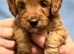Cavapoo Puppies