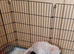 Jackapoo X Mini Dachshund (Doxiepoo)