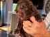 Kc registered Newfoundland puppies