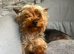 Yorkshire terrier 1 year old girl