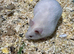 Syrian Hamster Baby females