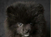 Male pomerianian