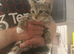 Half Maincoon kittens