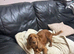 7 year old female cocker spaniel