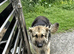 German shepherd puppies
