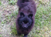 Beautiful house trained puppy 5 months old ready 9 June