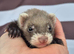 Micro eu polecats