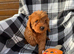 Stunning F1 cavapoos ready now !