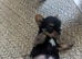 3 Beautiful Boy Yorkshire Terrier Puppies Ready for Loving Homes