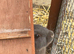 Two stunning mini Rex buck