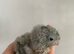 LAST ONE LEFT Handtame Baby Linnies