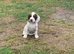Beautiful working English springer pups for sale