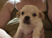 Chihuahuas forsale