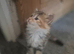 3/4 maine coon kittens
