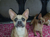 Bullhuahua Boys  French Bulldog Mam - Chihuahua Dad