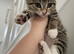 Tabby & Long Haired Kittens