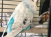 Stunning Exhibition Budgie for sale
