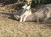 9 month KC registered girl whippet back available