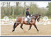 Schooling/ competition/ sales livery
