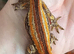 Stunning Bacon Super Stripe Gargoyle Gecko