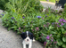 K C Reg Cavalier King Charles