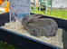 Stunning French Lop Litter