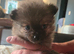 Kc pomeranion puppies