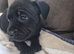 Just one puppy left!! Puppy number 3