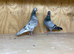 Figurita pigeons to go