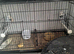 Exhibition budgies