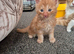 Maine coon kittens