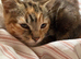 Two female kittens ready to go