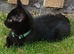 Gorgeous Black Domestic Shorthair Kittens Looking For Loving Forever Home