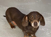 Retired girls looking for their forever homes