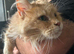 Maine Coon Cream Female