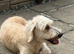 GOLDENDOODLE F1 BEAUTIFUL AND LOVING AVA