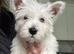 Kc west highland terrier male puppy